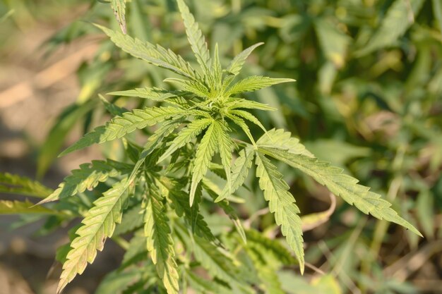 Plantación de hojas de cannabis con brotes de Ganja y hojas de cáñamo en el campo silvestre