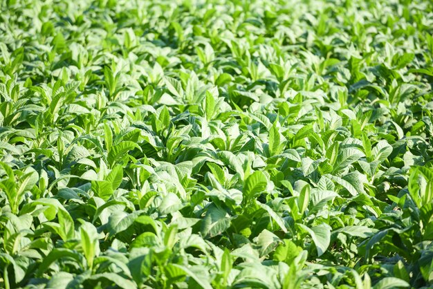 Foto plantación de hojas verdes jóvenes de tabaco en el fondo del campo de tabaco planta de hojas de tabaco que crece en la agricultura agrícola en asia