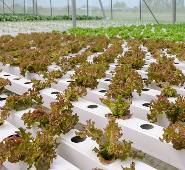 Plantación de hortalizas de hojas de lechuga hidropónica en invernadero