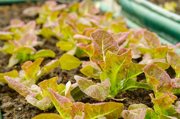 Plantación de hortalizas de lechuga cos roja en granjas orgánicas