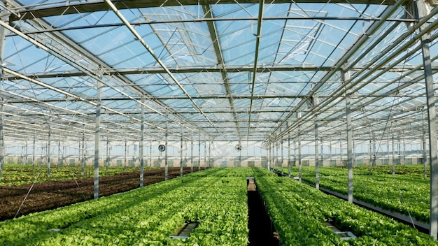 Plantación de invernadero vacía sin nadie que tenga ensaladas cultivadas frescas orgánicas listas para la producción agrícola. El sistema de hidroponía se utiliza para el cultivo de hortalizas. Concepto agrícola