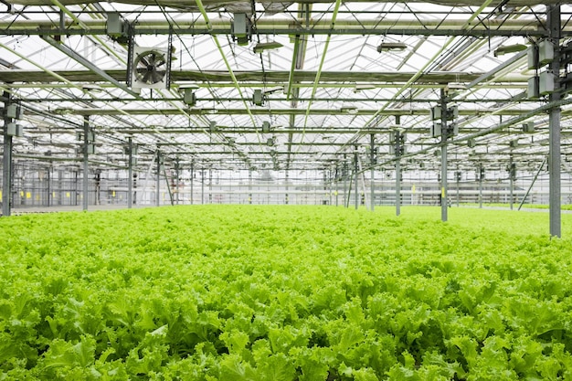Plantación de invernadero con vegetación de lechuga. Agricultura industrial. Filas de plantas. Agricultura ecológica