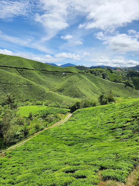 Plantación en la ladera