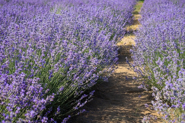 Foto plantación de lavanda en un campo de provenza