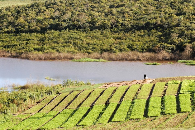 Foto plantación de lechugas en lagoa seca paraiba brasil agroindustria brasileña