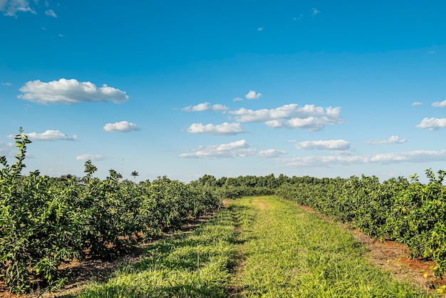 Plantación de limón en la temporada de primavera.