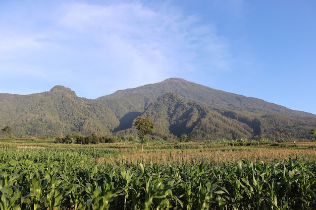 Plantación de maíz contra montañas