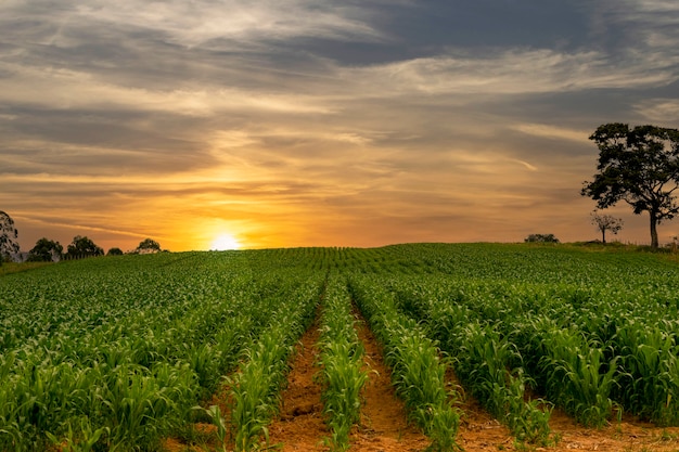 Plantación de maíz con hermosa puesta de sol