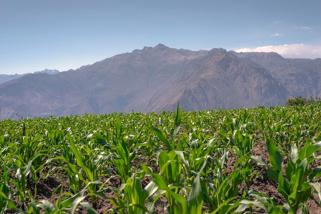 Plantación de maíz de montaña por día soleado en Perú