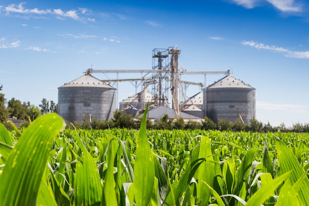 Plantación de maíz y silos desenfocados en el fondo.