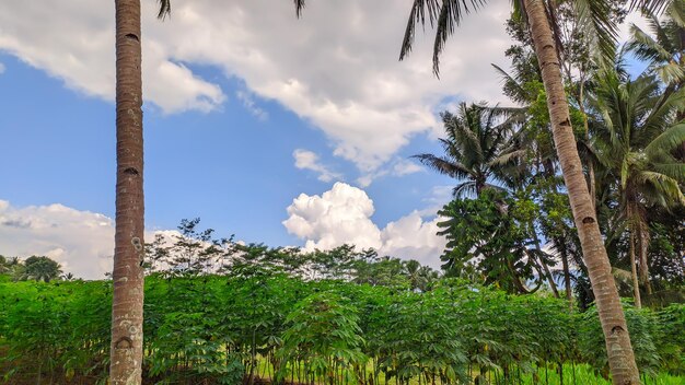 plantación de mandioca con cocoteros en Indonesia