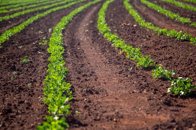 Plantación de maní