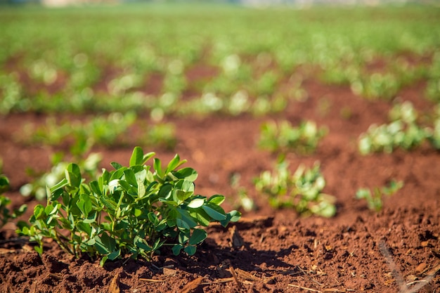 Plantación de maní