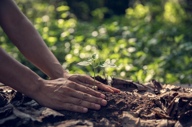 Plantación a mano cortada en el jardín