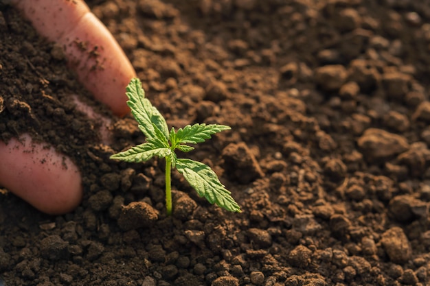 Plantación manual de cannabis en el jardín con sol