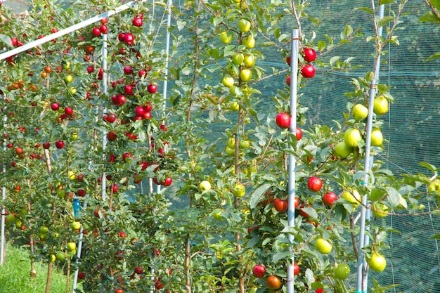 plantación de manzanas