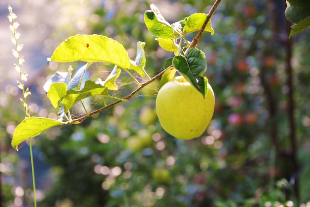 plantación de manzanas