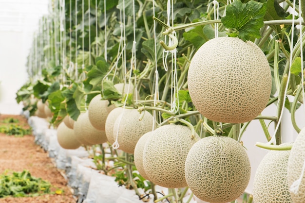 Plantación de melón en la granja