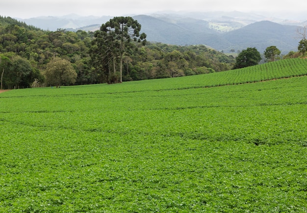 Plantación en una montaña en el sureste de Brasil.