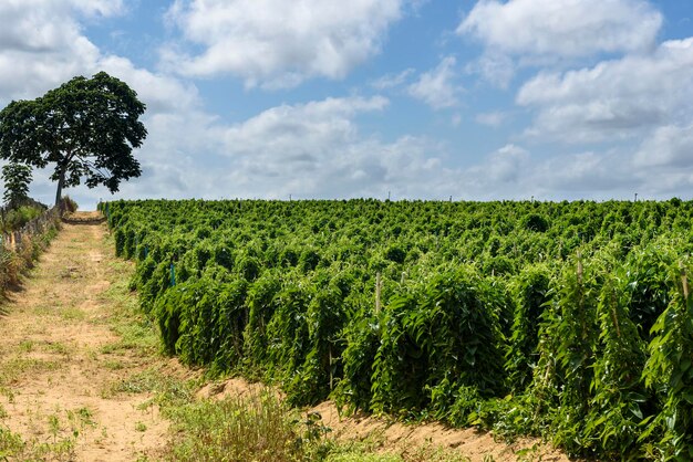 Plantación de ñame en Conde Paraiba Brasil agricultura brasileña