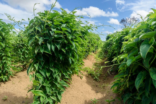 Plantación de ñame en Conde Paraiba Brasil agricultura brasileña