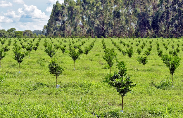 Plantación de naranjas con árboles jóvenes.