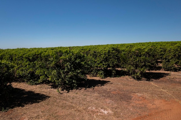 Plantación de naranjas en un día soleado en Brasil