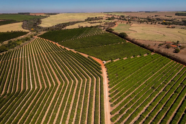 Plantación de naranjas en un día soleado visto desde arriba