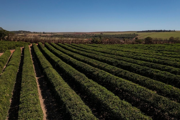 Plantación de naranjas en un día soleado visto desde arriba