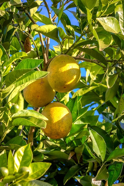 Foto plantación de naranjos en un día soleado en la campiña de brasil