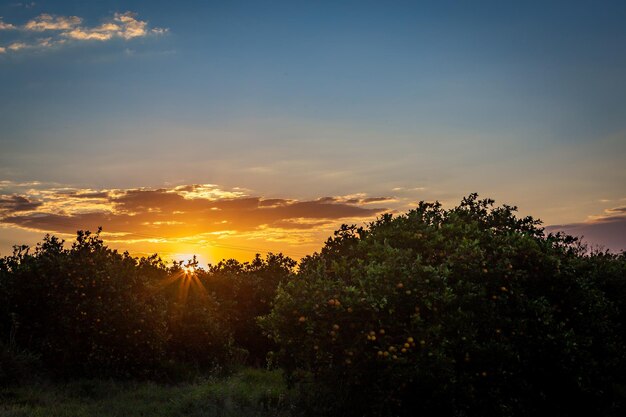 Foto plantación de naranjos en un día soleado en la campiña de brasil