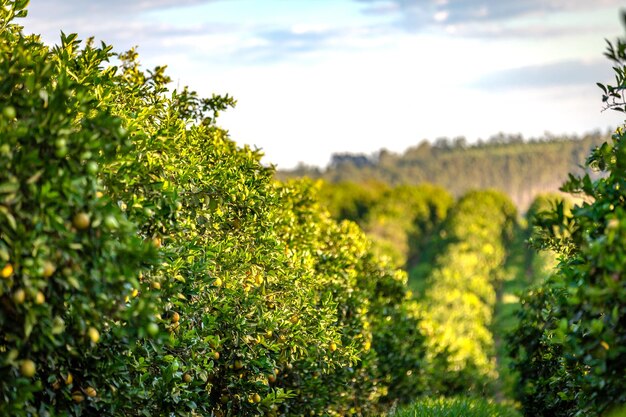 Plantación de naranjos en un día soleado en la campiña de Brasil