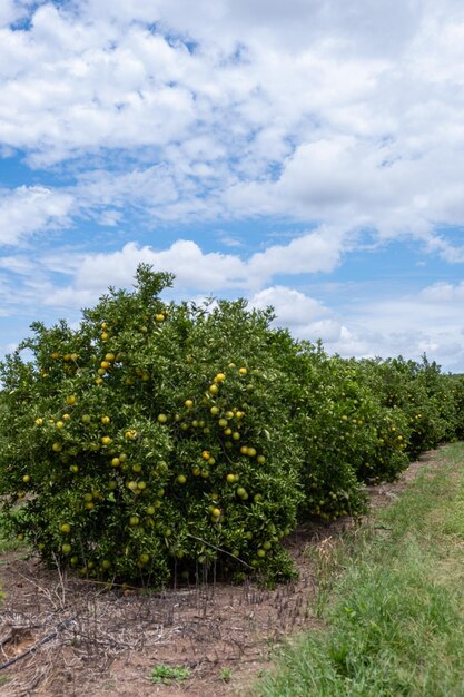 Plantación de naranjos con frutos maduros