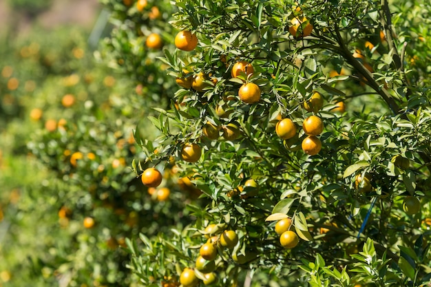 Plantacion de naranjos jardin