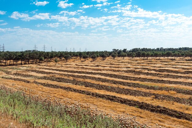 Plantación de olivos