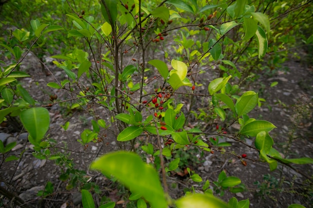 Plantación orgánica de plantas de coca en la selva peruana.