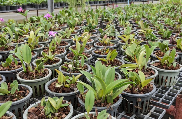 Plantación de orquídeas cattleya