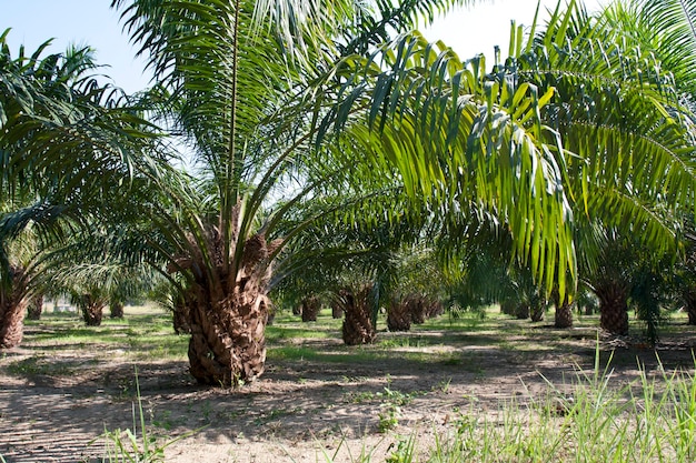 Plantación de palma de aceite