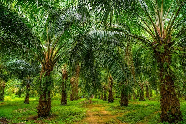 Plantación de palmas aceiteras selva tropical Phangnga Tailandia