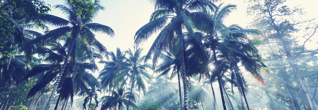 Plantación de palmeras en isla tropical