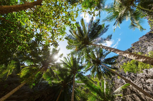 Plantación de palmeras en isla tropical