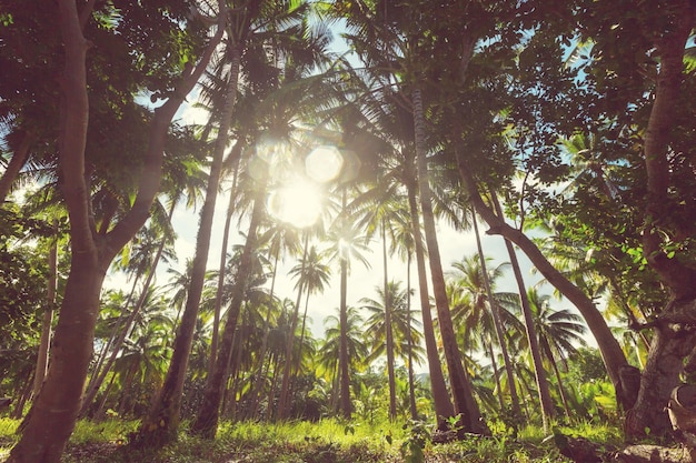 Plantación de palmeras en isla tropical