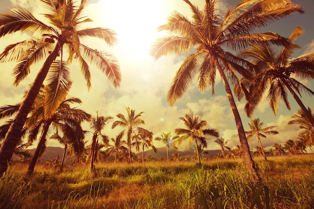 Plantación de palmeras en isla tropical