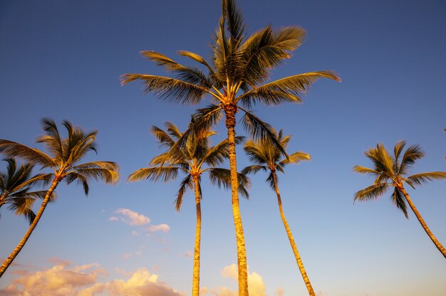 Plantación de palmeras en isla tropical