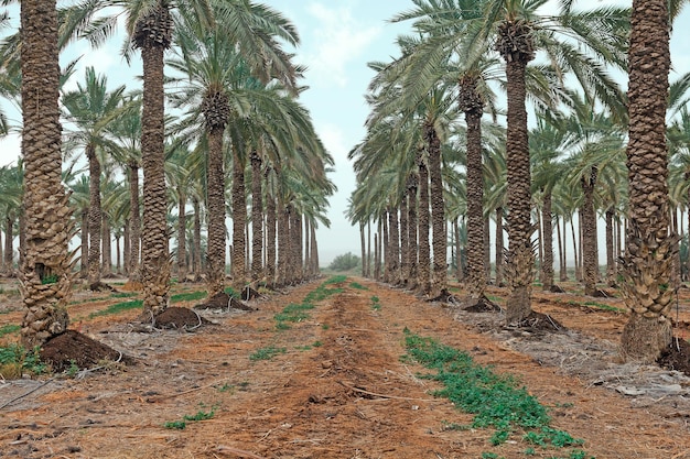 Plantación de palmeras en Israel