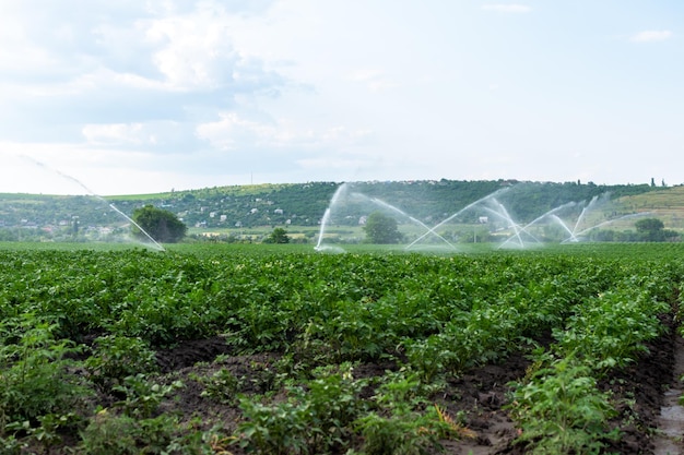 La plantación de papa se rocía con agua de un sistema especial