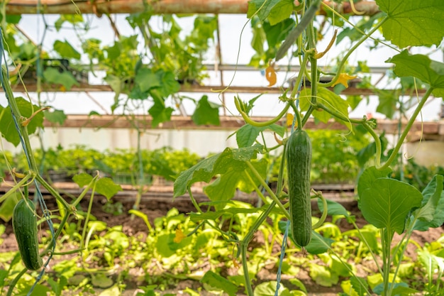 Plantación de pepino en invernadero