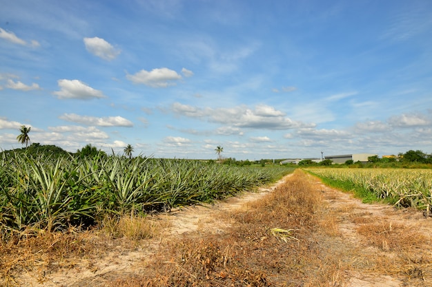 Plantación de piña tropical y el fondo de cielo azul