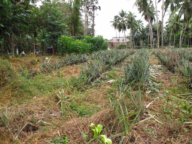 La plantación de piñas en la pequeña aldea, Sri Lanka