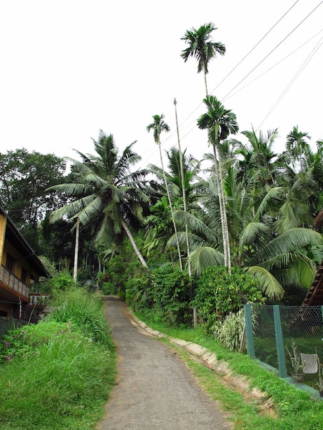 La plantación de piñas en la pequeña aldea, Sri Lanka